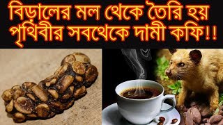 বিড়ালের মল থেকে কফি  Expensive Civet Coffee made from animal poop  Bongo Media [upl. by Aruasi]