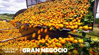 Por qué Florida tuvo la peor cosecha de naranjas desde la Segunda Guerra Mundial  Gran negocio [upl. by Honoria]