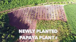 Drone Papaya Plantation Jalisco Mexico 4K [upl. by Acirtal]