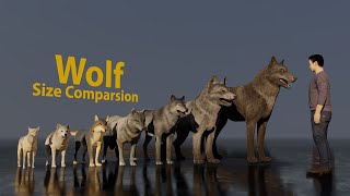 Wolf size comparsion [upl. by Nidya]