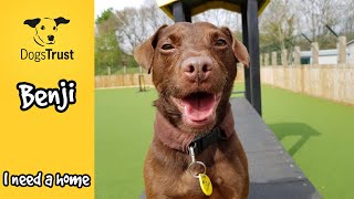 Benji the energetic Patterdale Terrier  Dogs Trust Glasgow [upl. by Beatriz849]