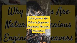 Why Beavers Are Natures Ingenious Engineers beavers education [upl. by Enitnatsnoc]