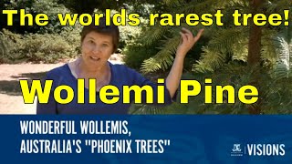 Trees Wollemi Pine Wollemia nobilis Worlds Rarest Tree [upl. by Yhtorod]