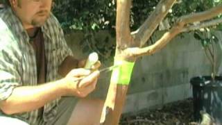 Organic Ant Control For Fruit Trees [upl. by Dimitry]