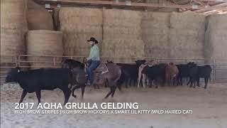 2017 Grulla Gelding by High Brow Stripes High Brow Hickory [upl. by Platt516]