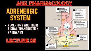 Adrenergic System Basics  Receptors and their Signal transduction  ANS pharmacology L5 [upl. by Orimlede]