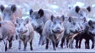 30 to 50 feral hogs [upl. by Kamp]