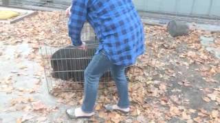 How to easily move a potbellied pig [upl. by Euhsoj]