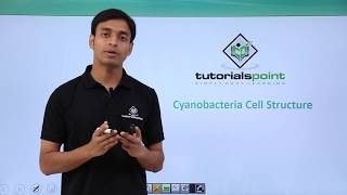 Class 11th – Cyanobacteria  Cell Structure  Biological Classification  Tutorials Point [upl. by Aigneis]