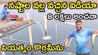 తెలియక 8 లక్షలు నష్టం korrameenu fish farming MalleshAdla [upl. by Ayaros]