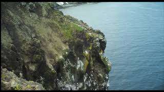 Timelapse video of murres nesting on St Lawrence Island [upl. by Leinnad]