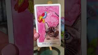 Cat tarot [upl. by Ynnam122]