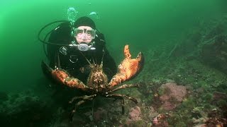 Northern Lobsters of Maine  JONATHAN BIRDS BLUE WORLD [upl. by Zubkoff]