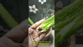 How to grow aloe vera from a leaf with 100 success howto [upl. by Funda]