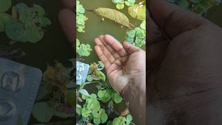 I helped 1 fish go home 🏠 Amazing baby fish 🐠 shorts animals fish [upl. by Islaen986]