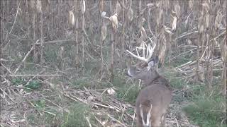 Giant whitetail bucks [upl. by Ann-Marie]