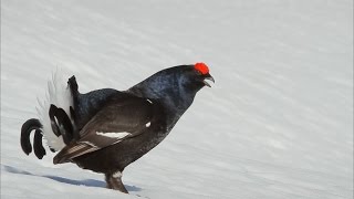 Le Grand Tétras ou Grand coq de bruyère [upl. by Eerej]