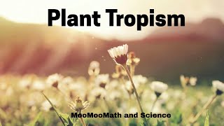 Plant Tropism [upl. by Damarra]