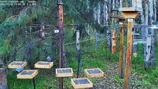 20241001  Foothills Birds  PTZ Live Stream Bird Feeder Cam 65 Species [upl. by Nowd72]