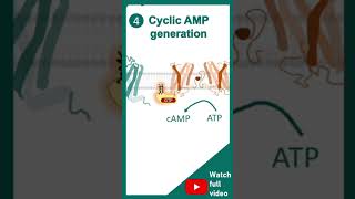 cell signallinggpcrreceptorshortvideo [upl. by Nidraj]