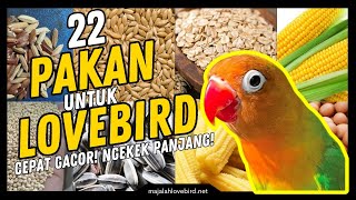 22 Jenis Pakan Burung LOVEBIRD Biar KONSLET dan NGEKEK PANJANG [upl. by Garaway]