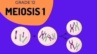 Meiosis 1  Crossing over and Phase identification [upl. by Nanah]