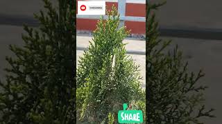 Thuja plant plants [upl. by Uaerraj]