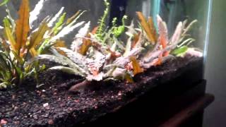 How to Propagate Cryptocoryne Wendtii [upl. by Leigha]