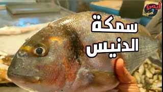 سمكة الدنيس البلدي 🐟 Gilthead bream fish  معلومة في دقيقة [upl. by Marks25]