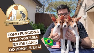 Brasil e EUA trabalhando juntos no desenvolvimento do Basenji  Cinofilia Digital [upl. by Hguh285]