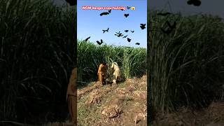 Wow hunting for crow 😱🐦‍⬛wowhumorcrowhunting youtubeshortshunterfunny [upl. by Chase997]