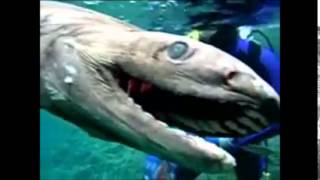 Un requin préhistorique trouvé au Japon [upl. by Eatnoj]