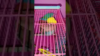 zimmi mitthi original soundlovebirds budgies pets [upl. by Dunkin]