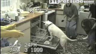 Funniest Pets amp People Episode 2 PetTube [upl. by Francois]