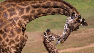 Giraffe Calf Meets Herd and Makes History [upl. by Junno]