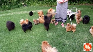 Treats for Pomeranian Toy Pom puppies and dogs  AnjulaPomeranians Culture Pom [upl. by Teraj]