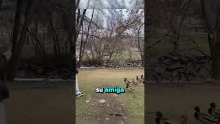 Este Ejército de Patos Anda Suelto 😂🦆 [upl. by Agnella]