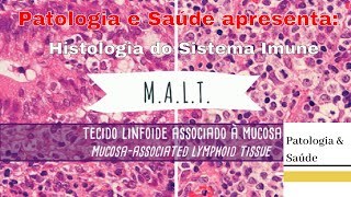 Histologia do Sistema Imune e Órgãos Linfoides  Tecido Linfóide Associado a Mucosa [upl. by Nnylassej]