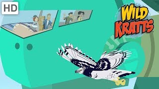 Wild Kratts  Disturbance In The Creature World  Kids Videos [upl. by Keg]