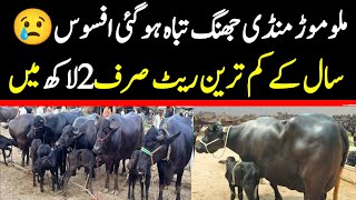 Today Malumor Mandi Jhang  Buffalo Fresh Rates Update  Buffalo Mandi 2024 [upl. by Olegnaleahcim291]