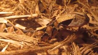 Gaboon Viper Hissing [upl. by Skeie]