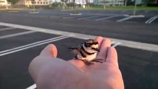 Baby Killdeer chirping [upl. by Areehs]