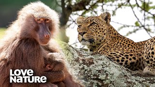 Leopard Climbs Tree to Attack Baboons by Night  Love Nature [upl. by Kassab924]