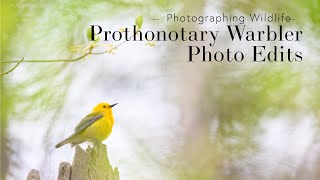 Photographing a Prothonotary Warbler  Photo Edits [upl. by Mcfarland]