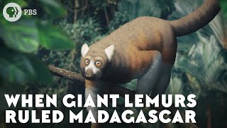 When Giant Lemurs Ruled Madagascar [upl. by Margeaux]