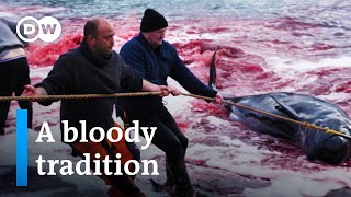 Whale hunting in the Faroe Islands  DW Documentary [upl. by Magdala]