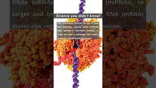 RNA Interference RNAi Basic Mechanism Graduate Level [upl. by Angrist860]