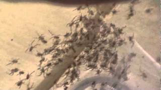 Baby Black Widow Spiders  200 Babies born Oct 20th [upl. by Amhser]