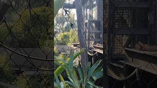 Siamang Gibbons playing at Melbourne Zoo🦥ytshorts funny uniqe apewildlife gibbonshorts [upl. by Hercules]