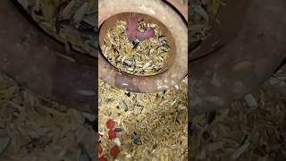 Cutest baby pygmy dormice youtubeshorts smallpet micropets shorts animals mypet [upl. by Lorenz911]